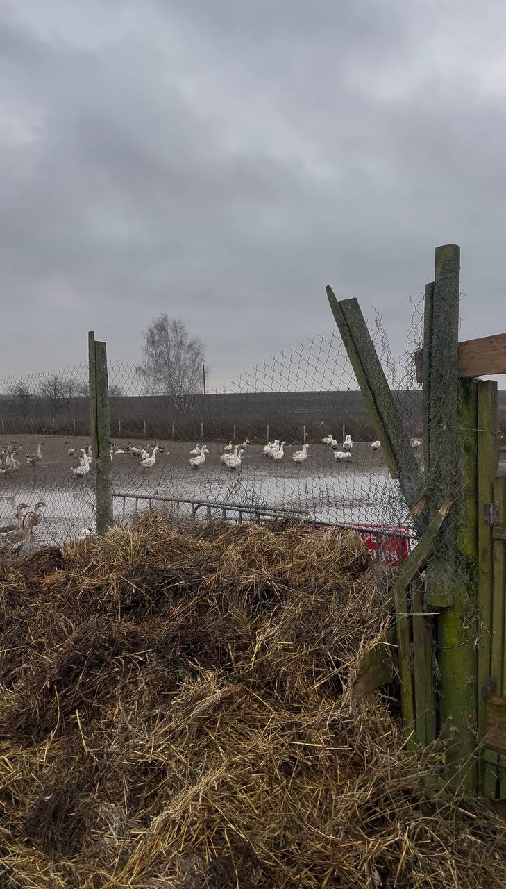 В Суздале прокуратура требует устранить нарушения ветеринарного законодательства В Суздале прокуратура требует устранить нарушения ветеринарного законодательства