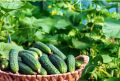Как вырастить невероятный урожай огурцов: простые советы для всех