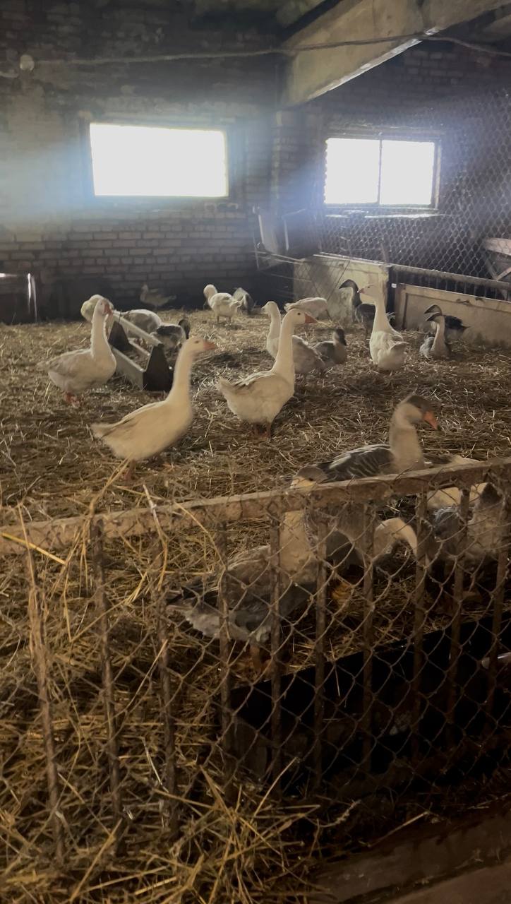 В Суздале прокуратура требует устранить нарушения ветеринарного законодательства В Суздале прокуратура требует устранить нарушения ветеринарного законодательства