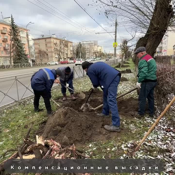 Во Владимире продолжаются работы по озеленению!