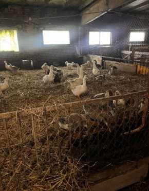 В Суздале прокуратура требует устранить нарушения ветеринарного законодательства