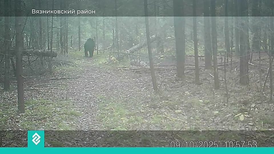 Огромный бурый медведь попал на фотоловушку Клязьминско-Лухского заказника