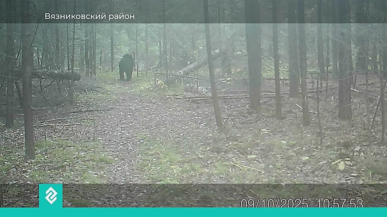 Огромный бурый медведь попал на фотоловушку Клязьминско-Лухского заказника