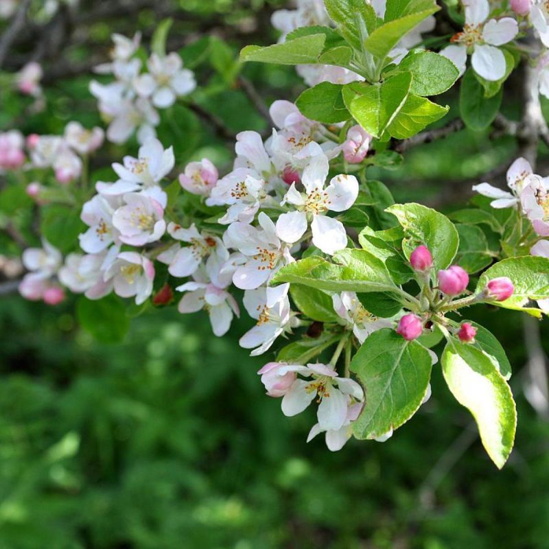 Как эффективно разместить плодовые деревья на небольшом участке