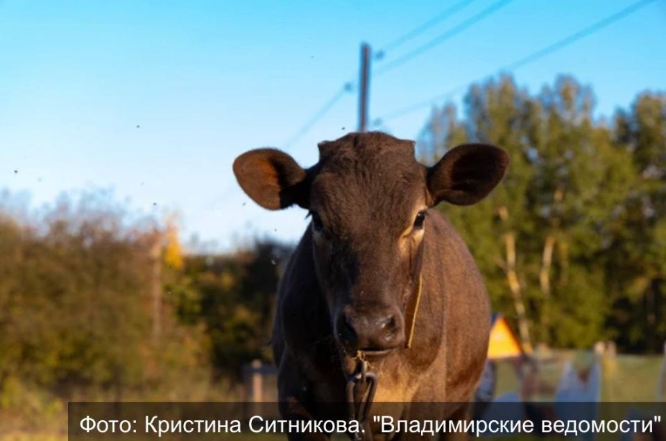 Какие болезни животных в регионе вызывают особую озабоченность специалистов, насколько они распространены? Об этом рассказал начальник областной инспекции ветеринарии Александр Григорьев