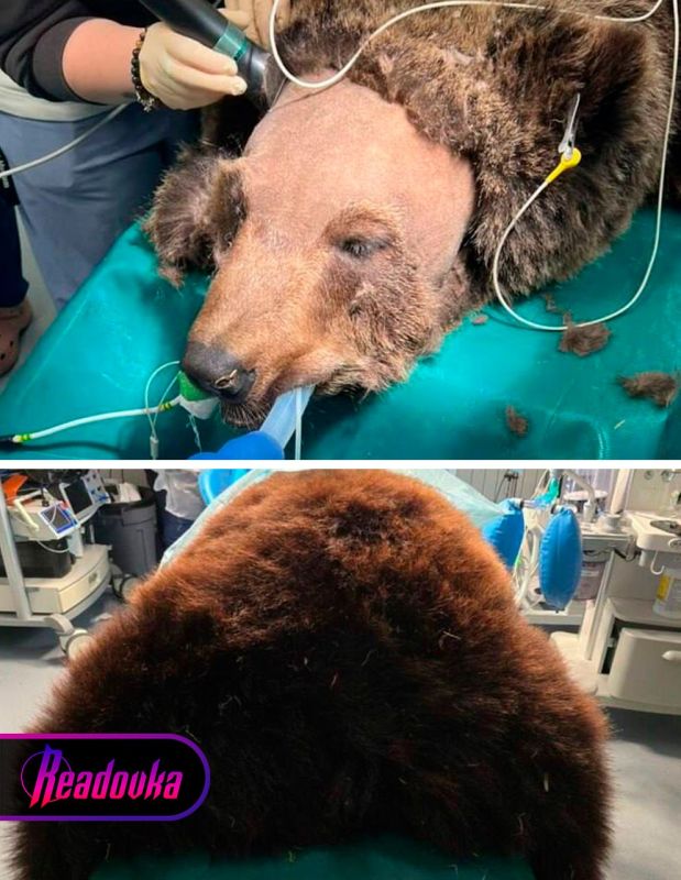 Врачи из Питера спасли медведя из Волгограда, страдающего хроническим насморком