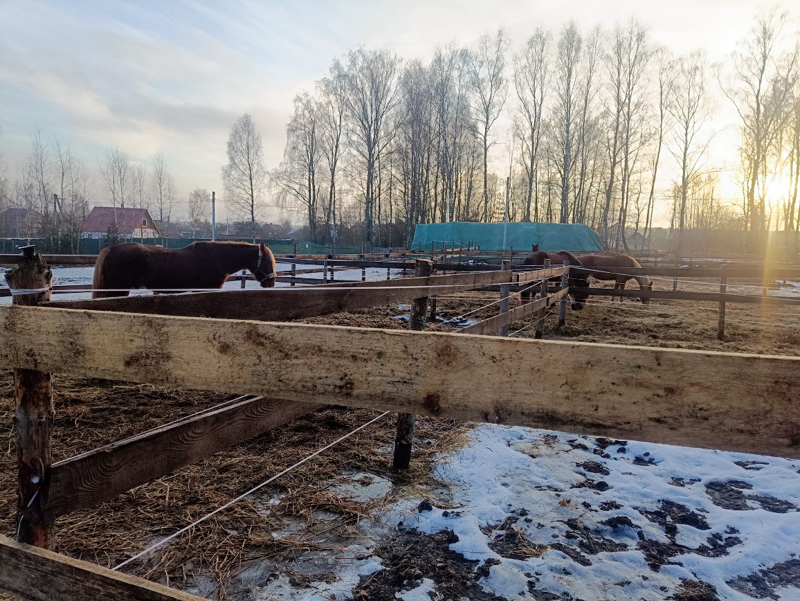 В Киржаче владелица лошадей признана виновной в оказании услуг, не отвечающих требованиям безопасности В Киржаче владелица лошадей признана виновной в оказании услуг, не отвечающих требованиям безопасности