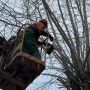 На проспекте Ленина проводят санитарную обрезку деревьев