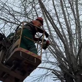 На проспекте Ленина проводят санитарную обрезку деревьев