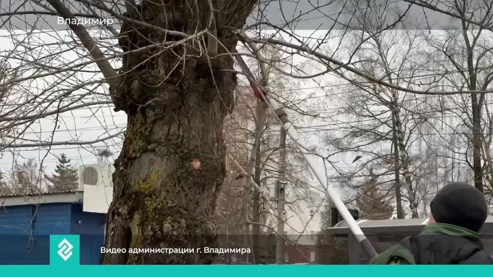 Во Владимире высаживают липы вместо тех, что были уничтожены златкой