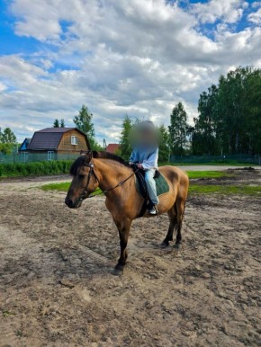 Хозяйка лошадей в Киржаче, по вине которой пострадал ребенок, заплатит штраф и моральную компенсацию