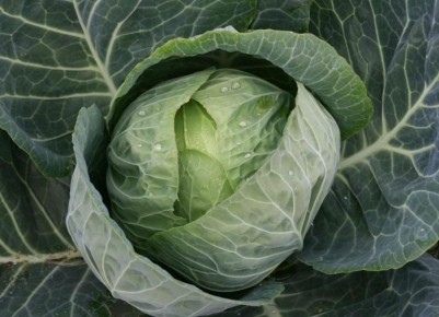 Как вырастить капусту: секреты успешной подкормки