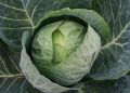 Как вырастить капусту: секреты успешной подкормки