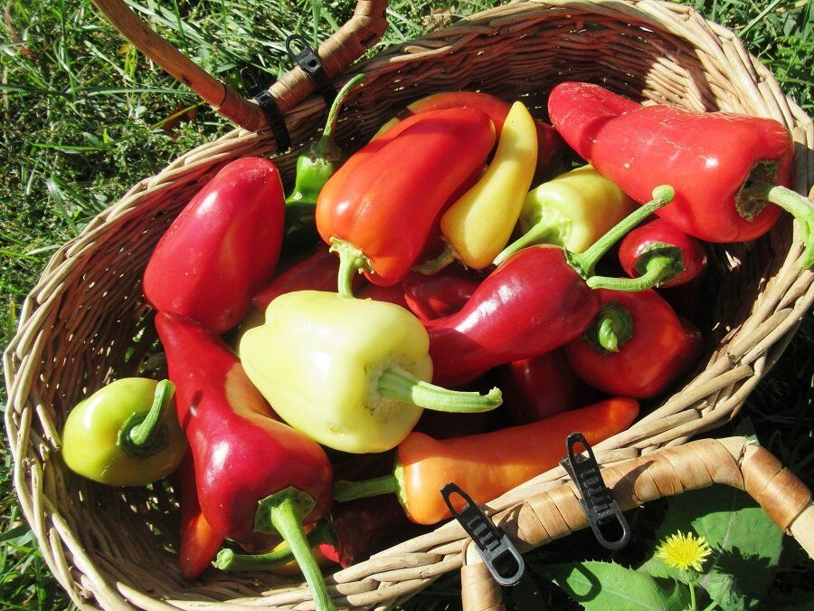 Как правильная подкормка помогает перцу расти даже в непростых условиях