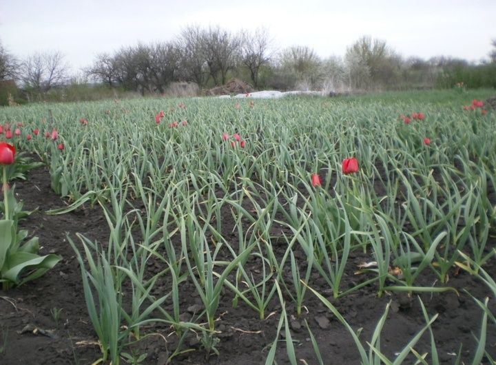 Весенние заботы по уходу за чесноком: что стоит сделать в апреле и мае