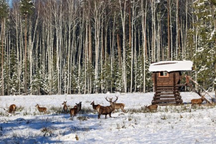 Доброе утро! На этих кадрах прекрасно всё: и владимирский лес, и грациозные олени, и первый снег