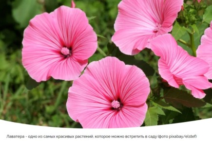 Лаватера: как вырастить этот яркий цветок и собрать семена для будущего сезона