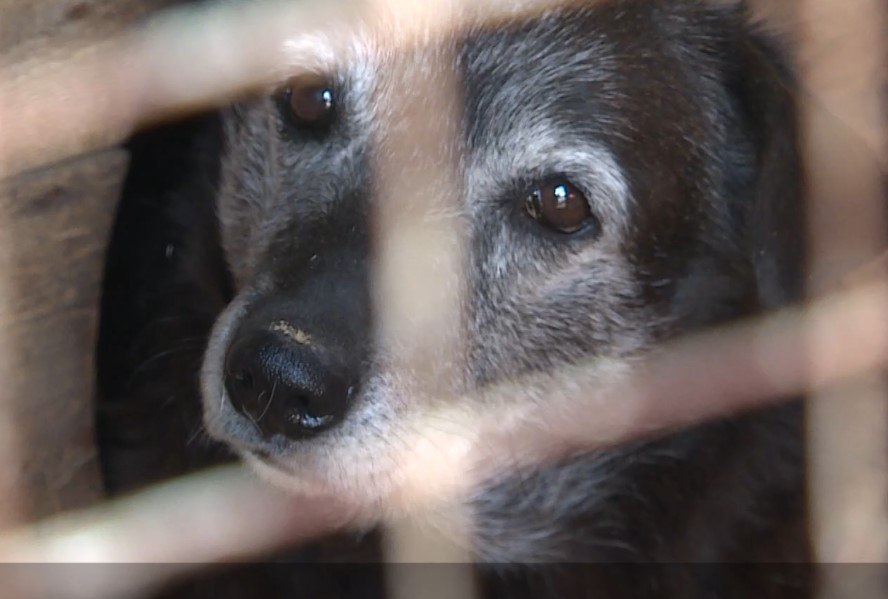 112 – телефон и для заявок по отлову бродячих собак 112 – телефон и для заявок по отлову бродячих собак