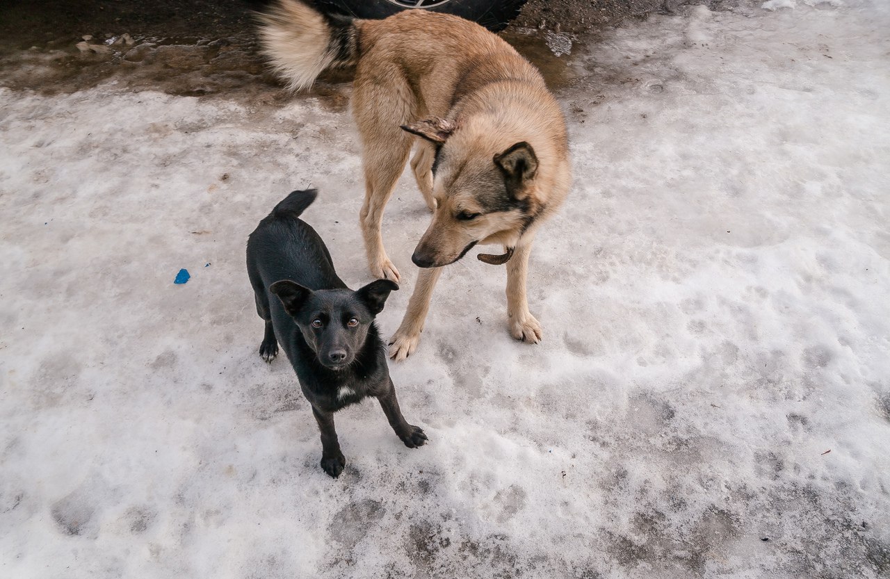 112 – телефон и для заявок по отлову бродячих собак 112 – телефон и для заявок по отлову бродячих собак