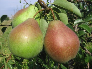 Как ускорить плодоношение груш: полезные советы для садоводов