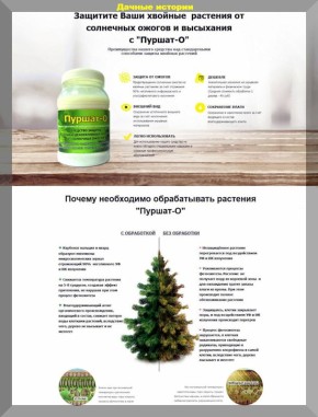 Как защитить хвойные деревья: практические советы по уходу в холодное время года