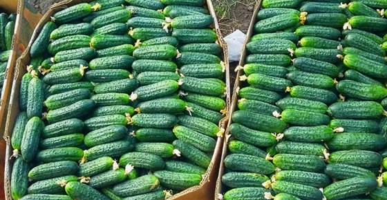 Тайны хорошего урожая: как вырастить 10 кг огурцов с одного куста