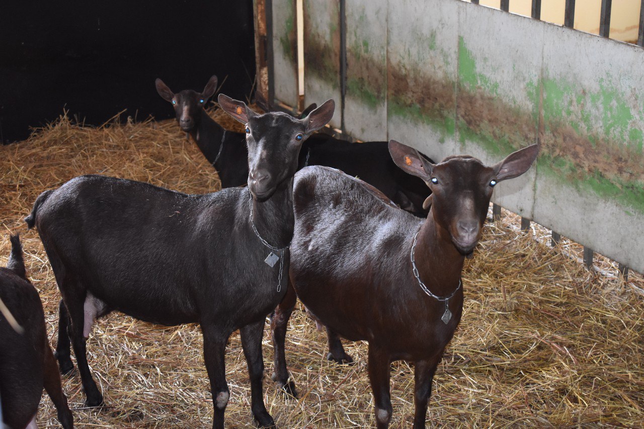 #БолеемЗаНаших: фермер из Гусь-Хрустального - в финале премии «МедиаПоле» #БолеемЗаНаших: фермер из Гусь-Хрустального - в финале премии «МедиаПоле»