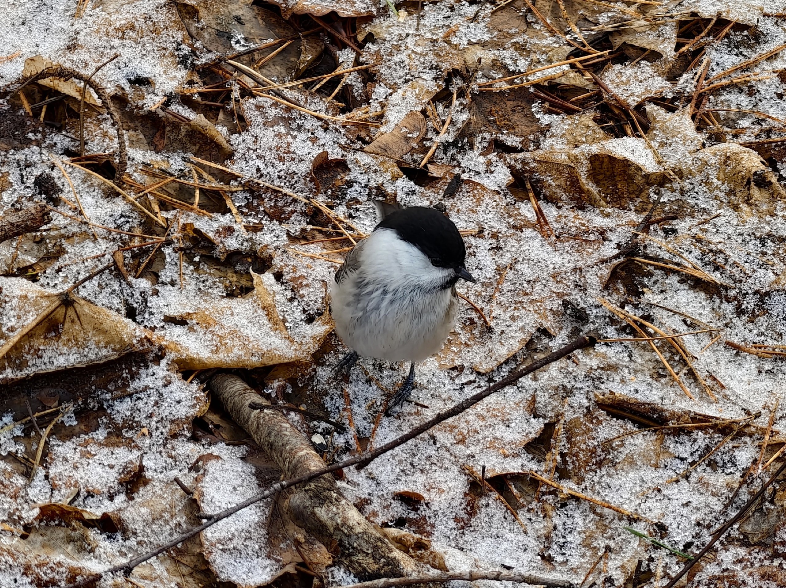 Доброе утро. А вот и долгожданные выходные, последние осенние в этом году Доброе утро. А вот и долгожданные выходные, последние осенние в этом году