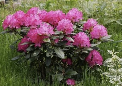 Как правильно укрыть рододендроны на зиму: советы, ошибки и секреты