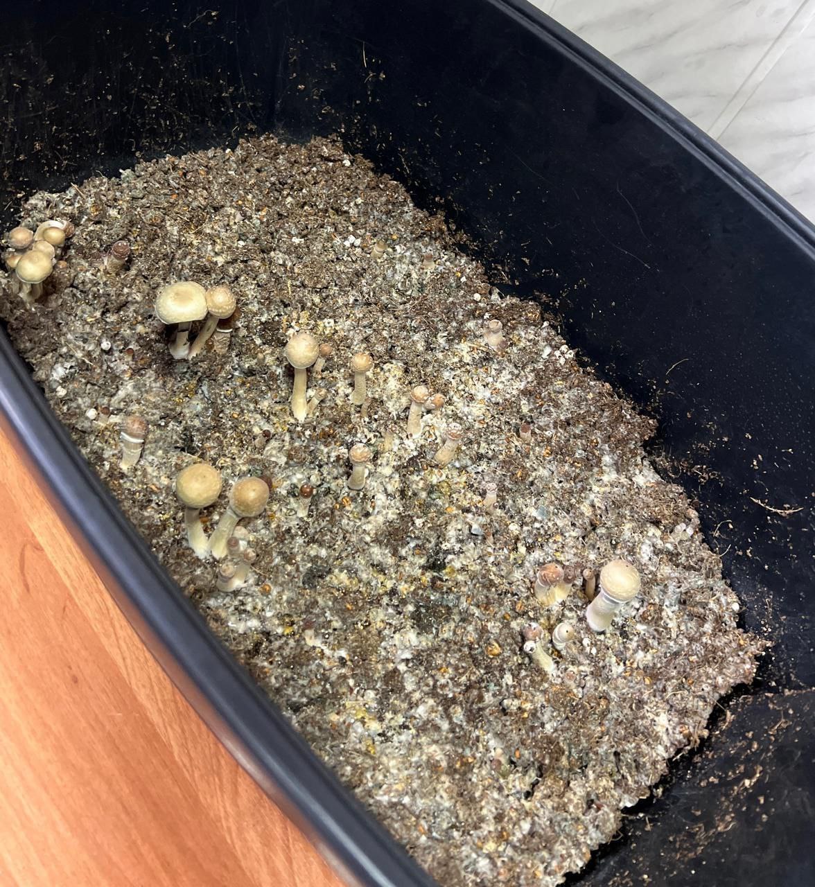 ™™™™™™™™. ™Во Владимире прокурор отправил на скамью подсудимых местного жителя, пытавшегося вылечить депрессию приёмом псилоцебиновых грибов Заместитель прокурора г. Владимира утвердил обвинительное заключение по уголовному...