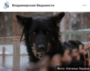 Очевидно, что и среди вас больше любителей кошек