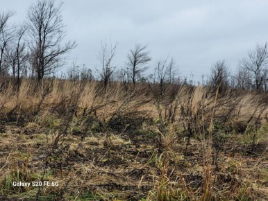 Прокуратурой Владимирской области взысканы в доход областного бюджета денежные средства, необоснованно полученные предпринимателем за «борьбу» с борщевиком «Сосновского»