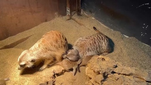 Во Владимире увеличилась численность экзотических теплолюбивых животных