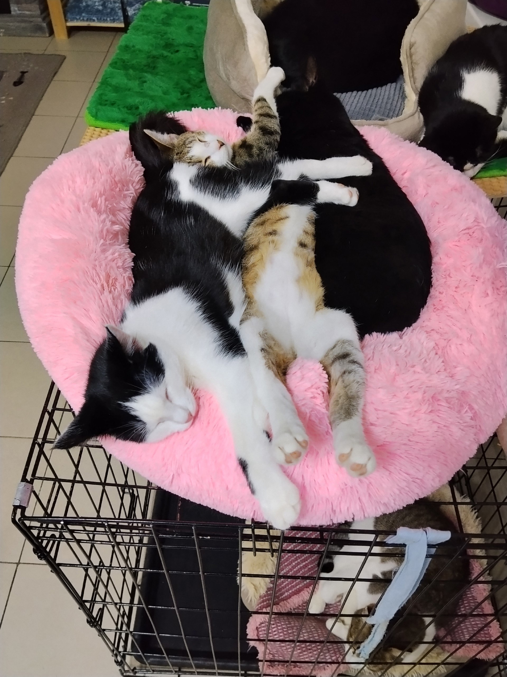 Доброе воскресное, друзья! А знаете, какой сегодня день?