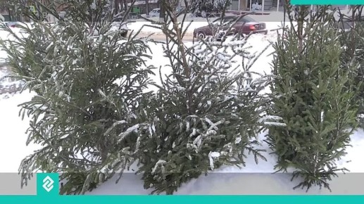 Во Владимирской области усилят охрану хвойных лесов