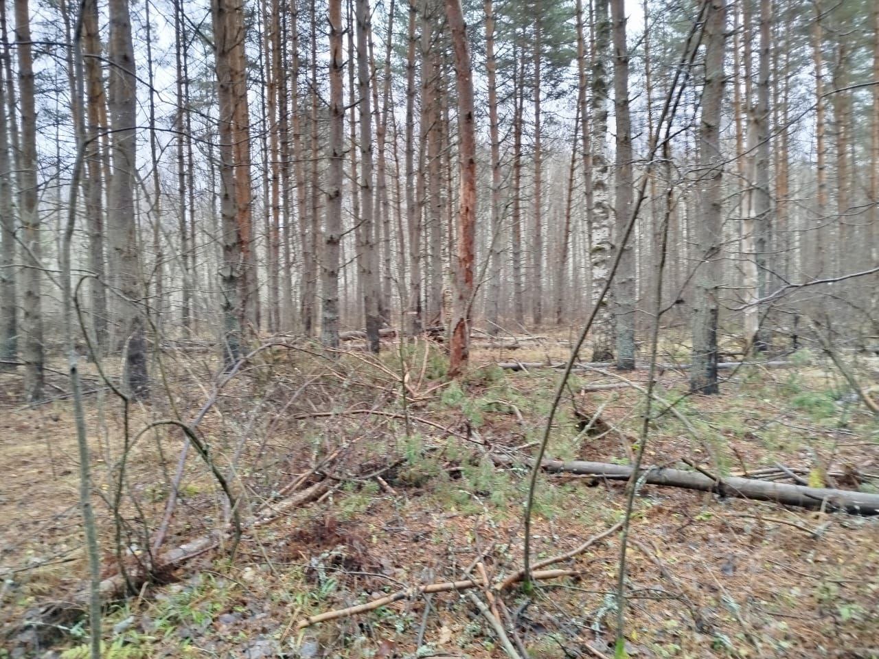 В Гороховецком районе прокуратура добивается устранения нарушений лесного законодательства В Гороховецком районе прокуратура добивается устранения нарушений лесного законодательства