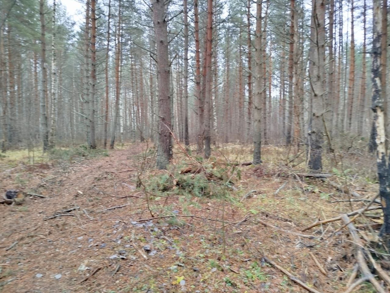 В Гороховецком районе прокуратура добивается устранения нарушений лесного законодательства В Гороховецком районе прокуратура добивается устранения нарушений лесного законодательства