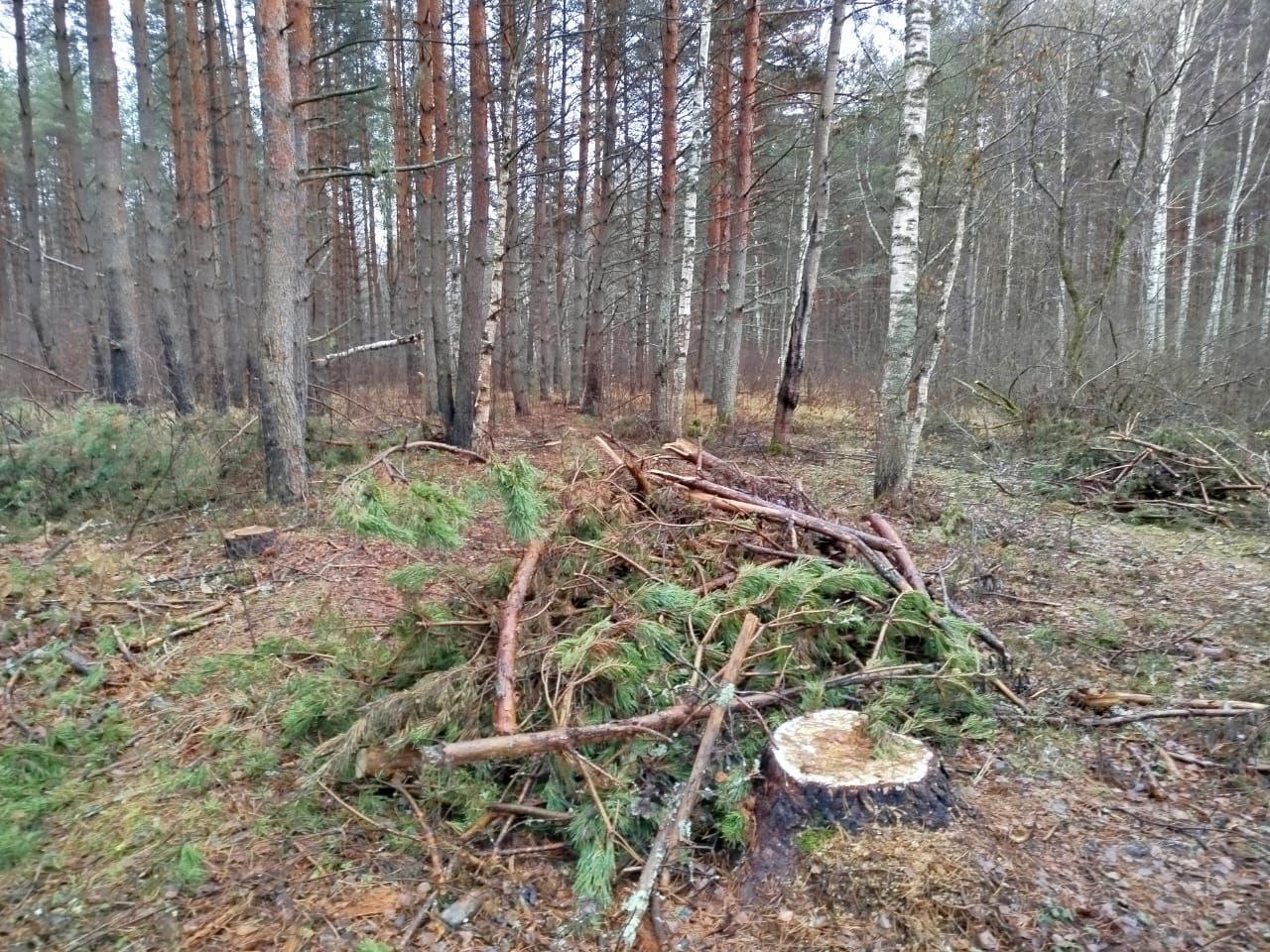 В Гороховецком районе прокуратура добивается устранения нарушений лесного законодательства В Гороховецком районе прокуратура добивается устранения нарушений лесного законодательства