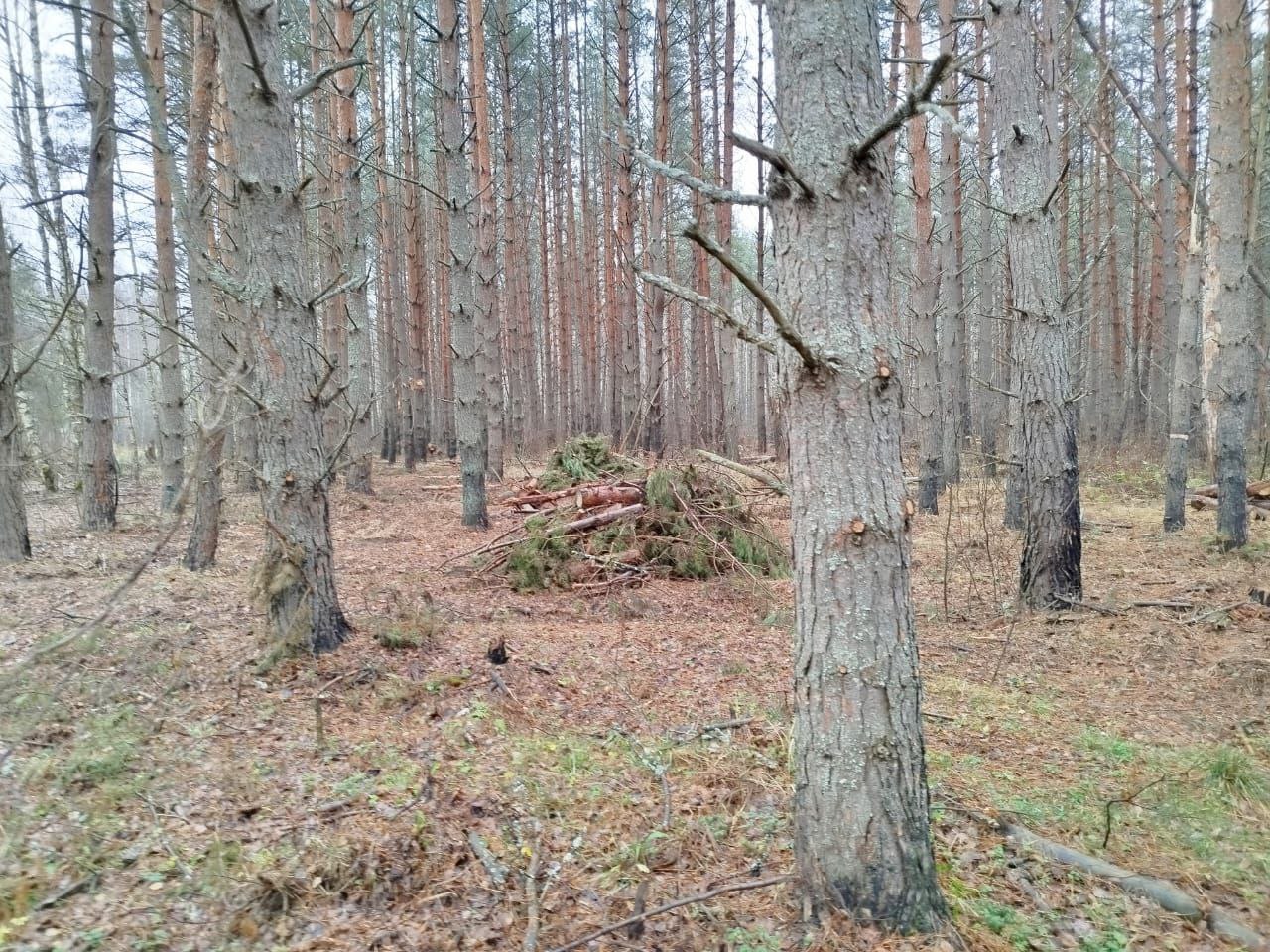 В Гороховецком районе прокуратура добивается устранения нарушений лесного законодательства