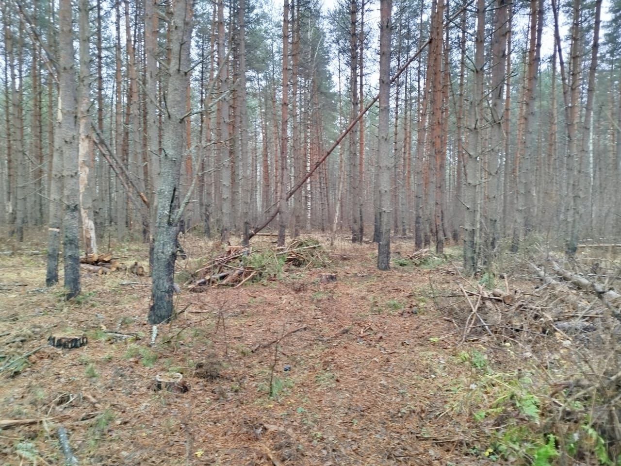 В Гороховецком районе прокуратура добивается устранения нарушений лесного законодательства В Гороховецком районе прокуратура добивается устранения нарушений лесного законодательства