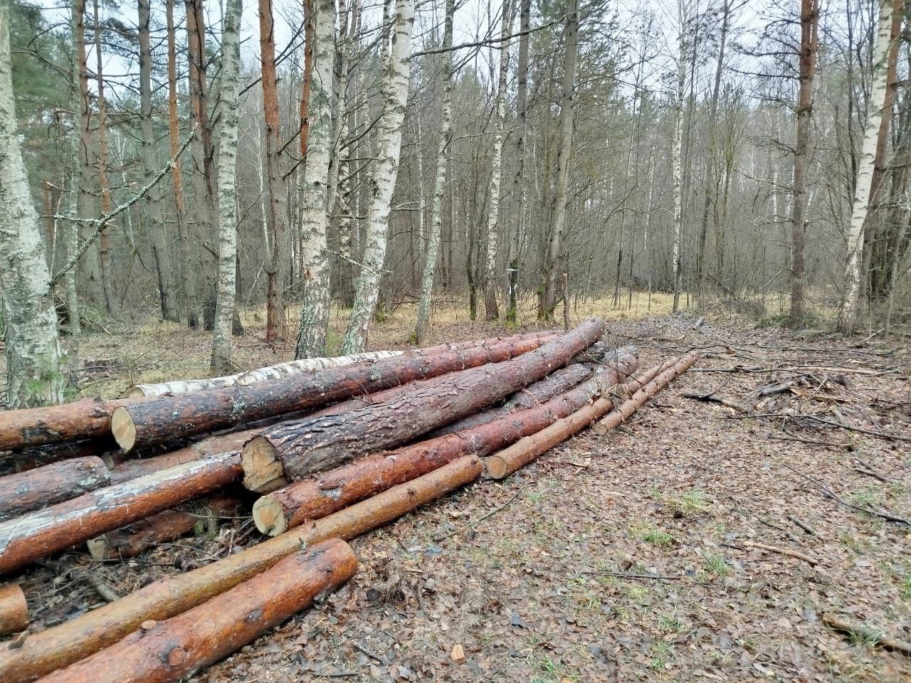 В Гороховецком районе прокуратура добивается устранения нарушений лесного законодательства В Гороховецком районе прокуратура добивается устранения нарушений лесного законодательства