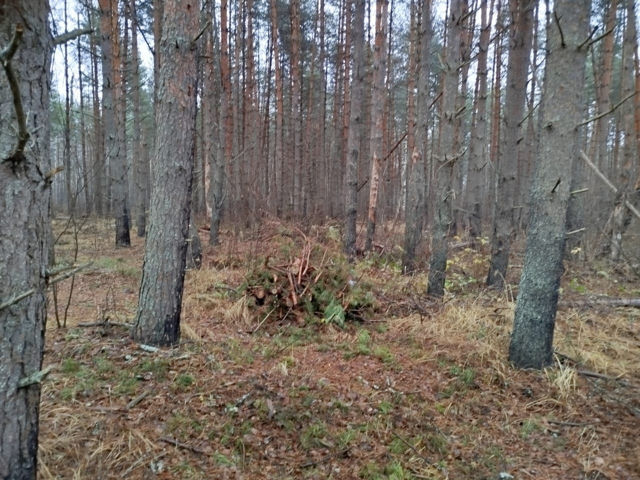 В Гороховецком районе прокуратура добивается устранения нарушений лесного законодательства В Гороховецком районе прокуратура добивается устранения нарушений лесного законодательства