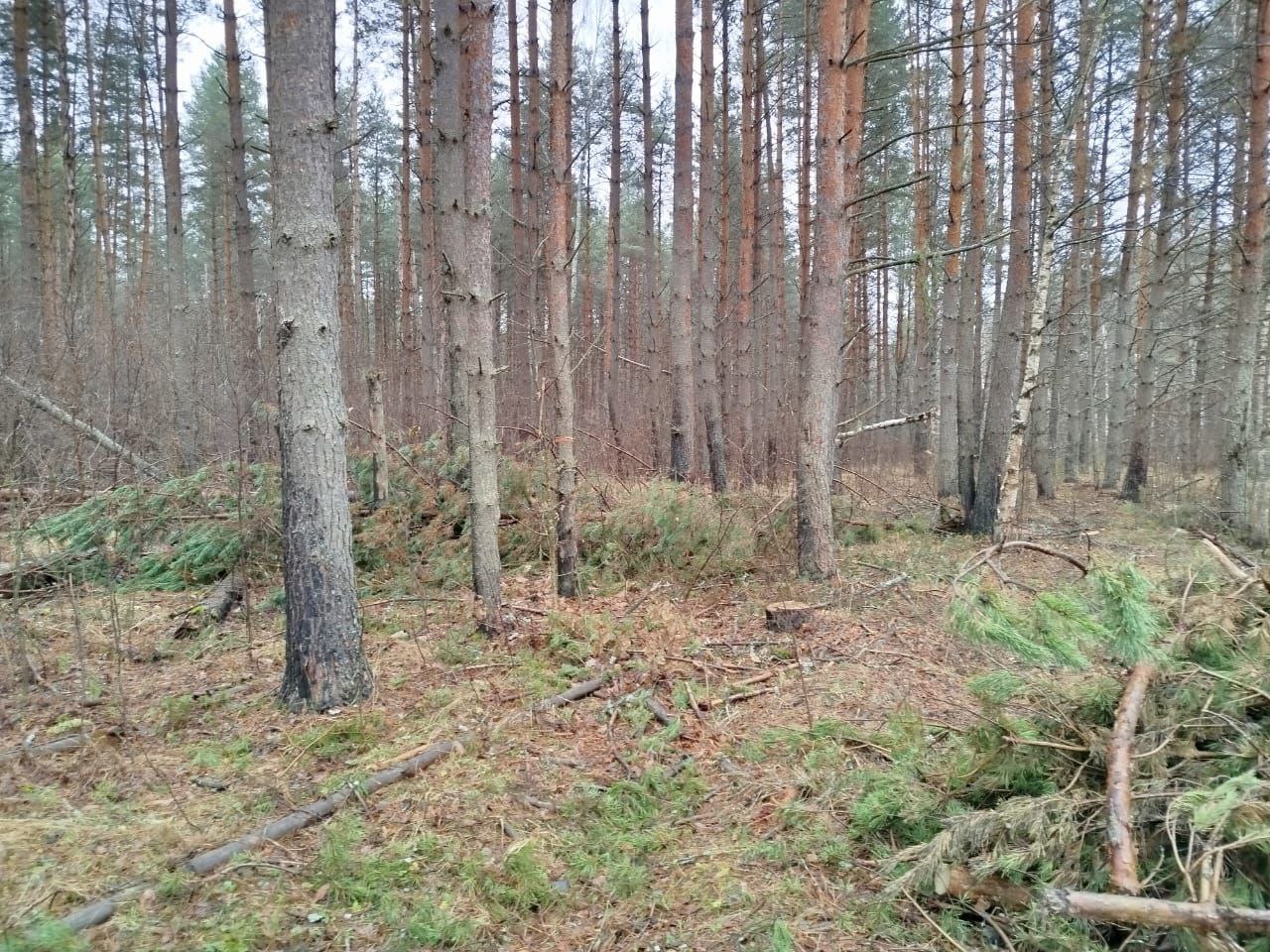 В Гороховецком районе прокуратура добивается устранения нарушений лесного законодательства В Гороховецком районе прокуратура добивается устранения нарушений лесного законодательства