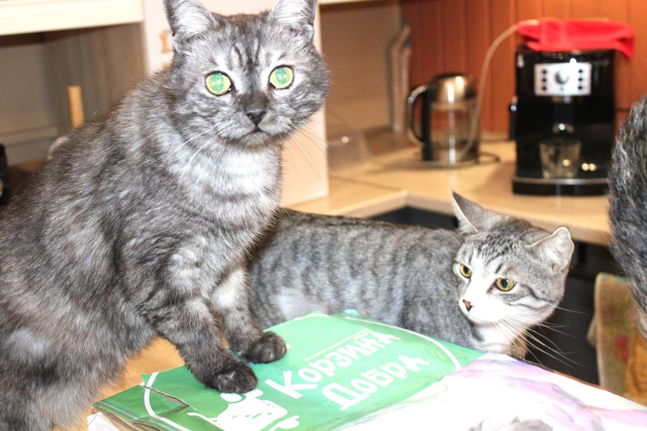 Золотые сердца наших серебряных волонтёров Золотые сердца наших серебряных волонтёров