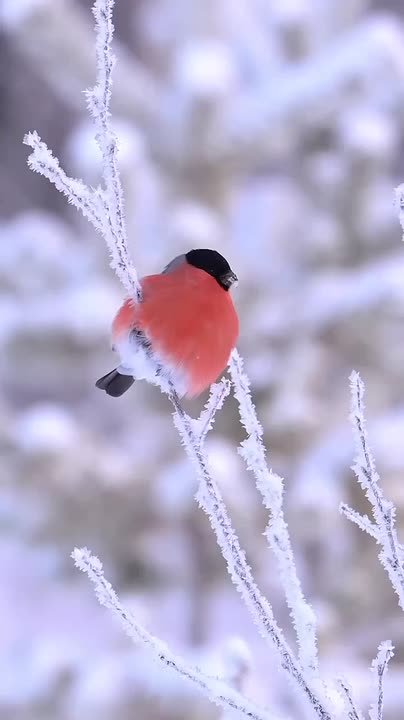Доброе утро! На этой неделе нас вновь ждет резкая смена погоды