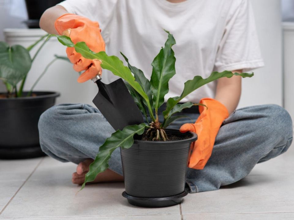 ��� ������� �������� �������� ����� ������ ���� ��������� ��������