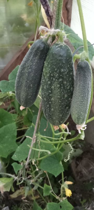 ���������� ������ ������� � ������� ���������