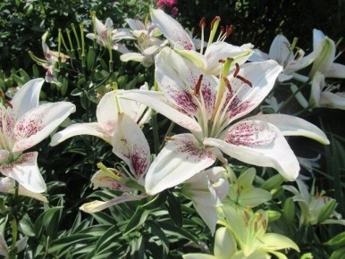 Завораживающая красота лилий: оживляем воспоминания о цветах прошлого сезона