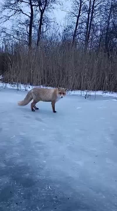 ���� � �������������� �������� ����� ����� �� ������� � �����