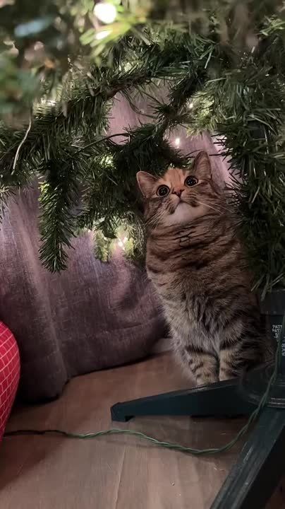 ��� ������� ��� �����, ����������� ������ ���� ��� ���������� ���� ��������� ��� ������� � ����� ��������� �����